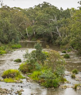 Platypuses feed in the still shallows of the Yarra at Templestowe. 