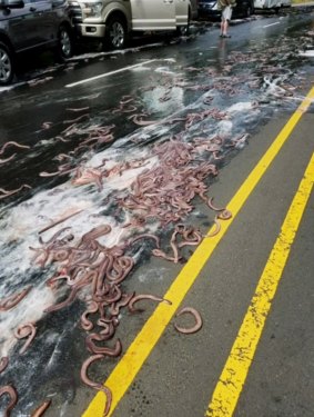 Some of the eels on Highway 101 after a truck hauling them overturned in Depoe Bay, Oregon on Thursday.