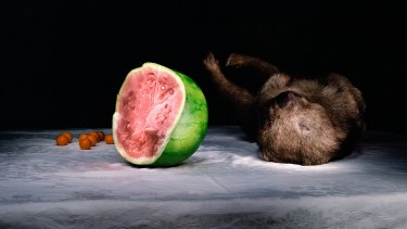 <i>Wombat and Watermelon</i>,  2005 (detail).