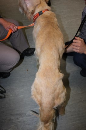 A vet estimated eight-year-old golden retriever, Toohey, was eight-to-10 kilograms underweight.