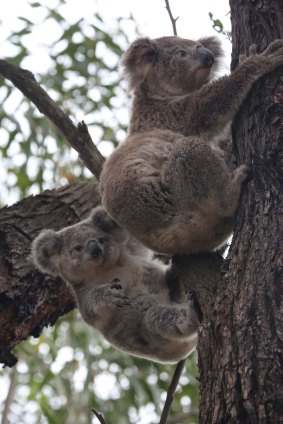 Koalas have declined 50 per cent in Queensland over the past 15-20 years