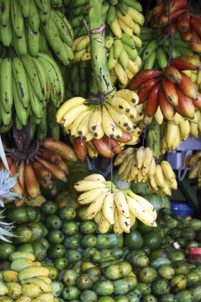 Red, yellow and green bananas hanging for sale at a market, Kandy, Sri Lanka.