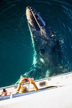 Whale watching at Ningaloo Reef, Western Australia.