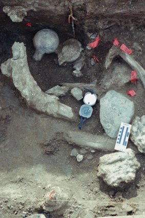 Fossil bone and rock at the excavation site in San Diego. The positions of the femur heads, one up and one down, broken in the same manner next to each other is unusual. 