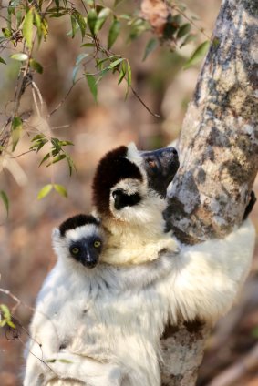 Kirindy Reserve in Western Madagascar. 