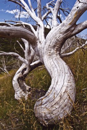 A gnarled and weathered snow gum on the Falls to Hotham Crossing walk.