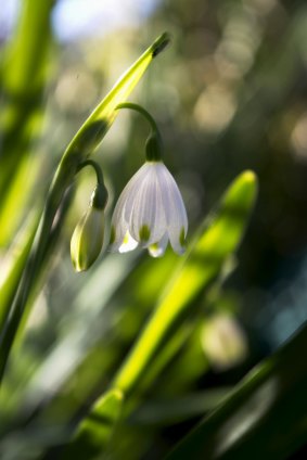 One of the first Canberra Times photo competition entries is of a snowdrop flower.