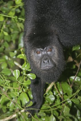 You know what they say about deep voices: a black howler monkey.