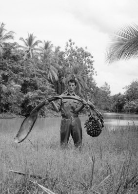 CSIRO botanist Lyn Craven, holding a fruiting stalk of the mangrove palm near Ravikivau, Purari River delta, Papua New Guinea in 1966.