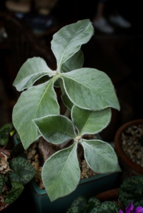 A Brazilian Edelweiss or Sinningia Leucotricha. 
