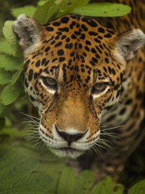 Jaguars are classified as a "threatened" species, with potential for them to become extinct.
