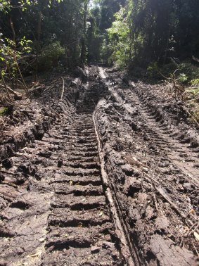 Tracks from forestry equipment in Cherry Tree State Forest.