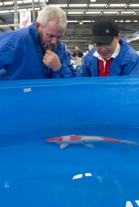 President of Koi Society of Australia Gerard McDonald, left, and Agus Djafar with his grand champion koi fish.