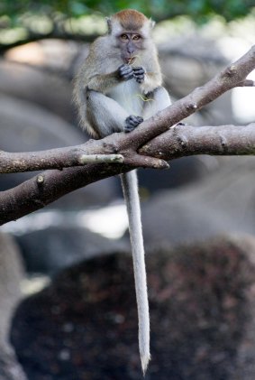 Long-tailed macaque in Penang National Park.