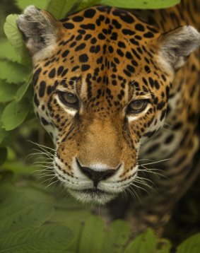 Queensland researchers have contributed virtual reality technology in a big to save these big Peruvian cats.