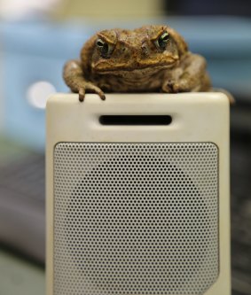 Female cane toads are attracted to low frequency, high pulse rate mating calls a study has found.