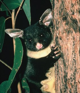 Habitat of the vulnerable yellow-bellied glider is under threat from logging operations in the Cherry Tree State Forest 