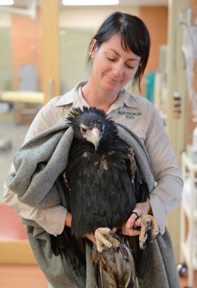 Vet nurse Jamie-Lynn Hevers with Brady the wedge-tailed eagle.