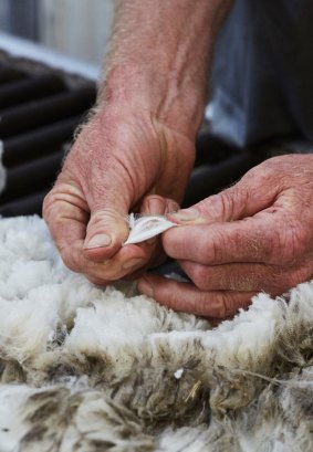 Experimenting: Coventry and Zegna are working to improve the wool quality.