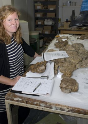 Lucy Leahey working on the remains of Kunbarrasaurus ieversi.