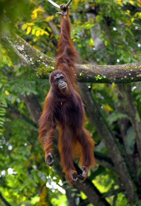 Palm oil production threatens orangutan habitats.