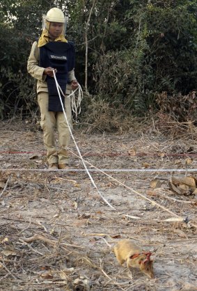 African rats are the latest weapon enlisted to clear Cambodia of up to 6 million mines and other pieces of unexploded ordnance that continue to kill and maim rural dwellers. 