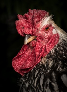 Abraham the silver-laced Wyandotte rooster. 