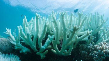 Coral reefs, already struggling as water temperatures rise, will face severe threats during heat spikes, scientists say.