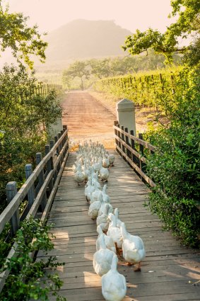 On the job: Working ducks cross the bridge to the vineyards where they help control snail numbers.