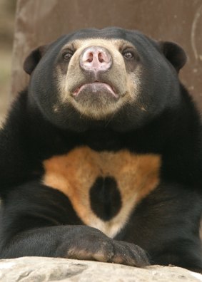 A Bornean sun bear, the world's smallest bear.

