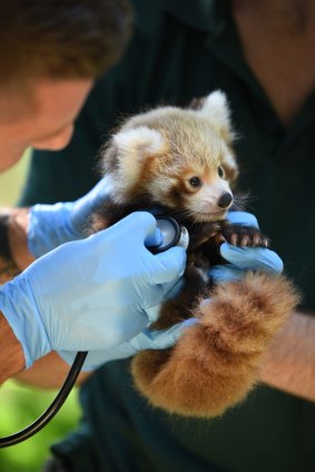 The baby red panda is expected to leave his nest in April.