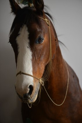 <i>Pegagus</i>, a taxidermied Clydesdale horse, in Julia de Ville's Collingwood gallery and showroom.