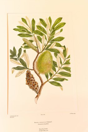The familiar Banksia intergrifolia, or coast banksia, was among the specimens sketched by Sydney Parkinson. 
