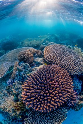 Queensland scientists have laid out a six-point plan to save the Great Barrier Reef.