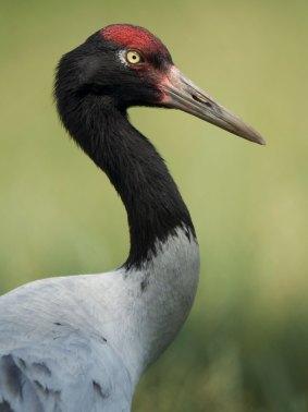 A black-necked crane.