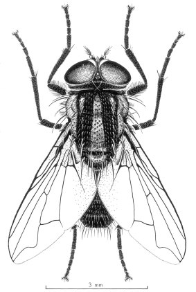 An illustration of the Australian bush fly – Musca vetustissima. By T. Binder / CSIRO.
