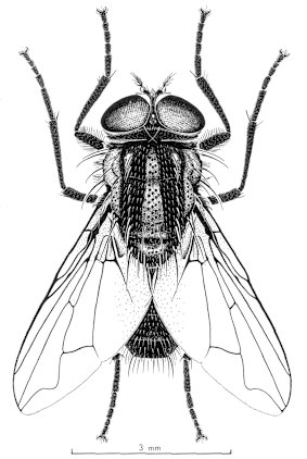 Why do we have so many flies in Australia? Here's swat's what