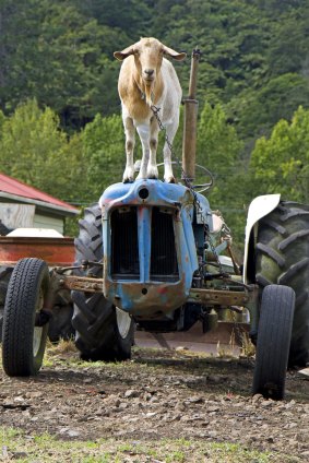 Incongruous: King of the castle: a goat watching over the Hauraki Rail Trail near Paeroa. 