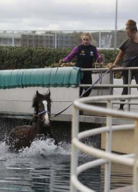 The horses swim laps ahead of their next big day during the Spring Racing Carnival.