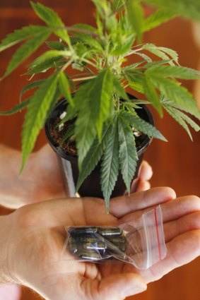 Herban legend: Many Australians already use cannabis medicinally, albeit illegally, especially for chronic pain.