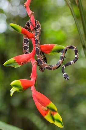 Plants and animals constantly surprise on trips to the Amazon, such as this Catesby's snail-eating snake and heliconia plant.