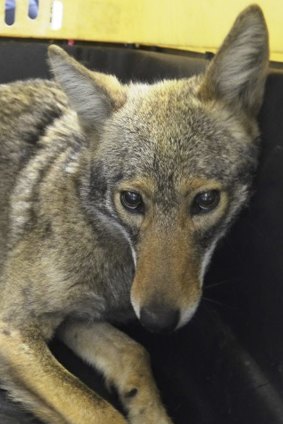 The captured coyote. 