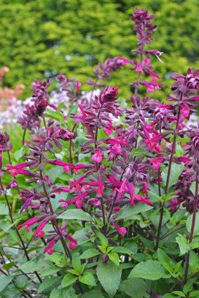'Love and wishes' salvia. 