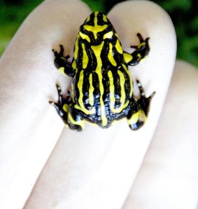 An adult southern corroboree frog.