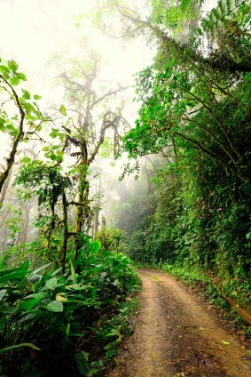 Road to Mashpi winds through the green tunnel of the Mashpi Biodiversity Reserve.