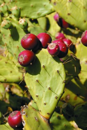 Opuntia cactus bearing the fruits eaten by baboons and other animals. 