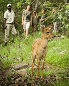 The Phinda Private Game Reserve helps you get close to wildlife.