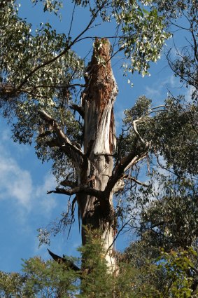  A 300-year-old mountain ash that has Leadbeater's possum nesting hollows.