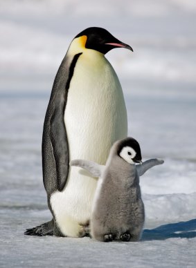 Nothing can prepare you for your first penguin sighting.