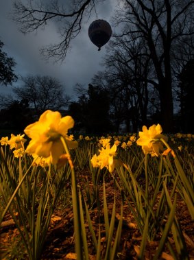 Daffodils in Treasury Gardens greet the first day of spring last year as a hot air balloon hovers overhead.